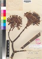 Holotype of Aloe munchii Christian [family ASPHODELACEAE]