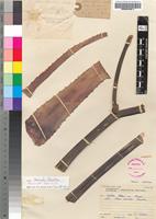 Holotype of Aloe munchii Christian [family ASPHODELACEAE]