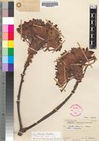 Holotype of Aloe munchii Christian [family ASPHODELACEAE]