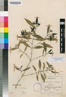 Syntype of Stylocoryne barbertonensis Bremek. [family RUBIACEAE]