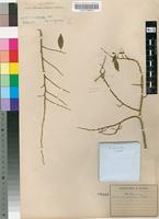 Isosyntype of Olax stuhlmannii Engl. [family OLACACEAE]