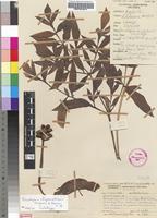 Holotype of Gonatopus rhizomatosus Bogner & Oberm. [family ARACEAE]