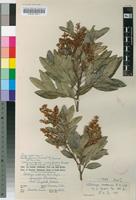 Type of Atalaya capensis R.A.Dyer [family SAPINDACEAE]