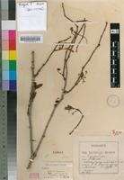 Type of Cissus lonicerifolia C.A.Sm. [family VITACEAE]