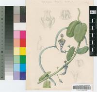 Ceropegia tristis Hutch.