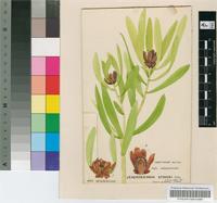 Leucadendron stokoe(Gand.) Gand. & Schinz