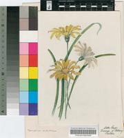 Gazania subulata R.Br.