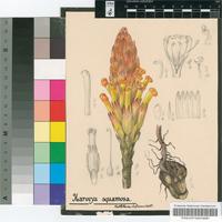 Harveya squamosa (Thunb.) Steud.