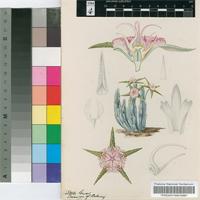 Stapelia flavopurpurea Marloth