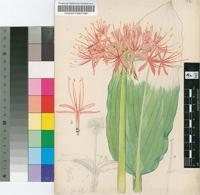 Haemanthus katharinae Baker