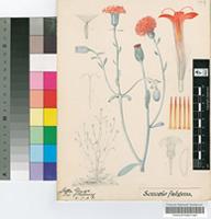 Senecio fulgens (Hook.f.) G.Nicholson