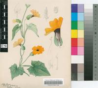 Thunbergia alata Bojer ex Sims