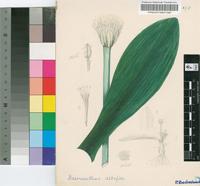 Haemanthus albiflos Jacq.