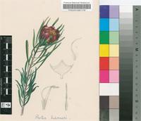 Protea harmeri E.Phillips