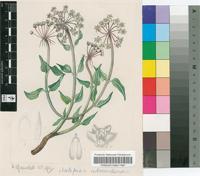 Asclepias adscendens (Schltr.) Schltr.