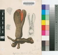 Hydnora africana Thunb.