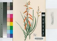 Aloe laxiflora N.E.Br.
