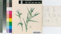 Commelina albescens sensu C.B.Clarke