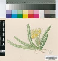 Caralluma lutea N.E.Br.