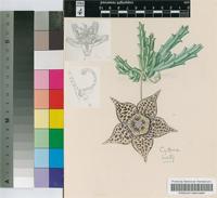 Orbea variegata (L.) Haw.