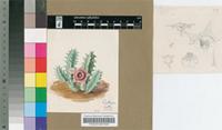 Huernia confusa E.Phillips