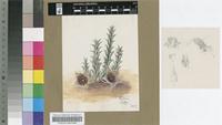 Orbea verrucosa (Masson) L.C.Leach