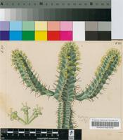 Euphorbia knobelii Letty