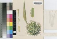 Aloe broomii Schönland var. broomii