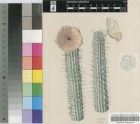 Hoodia lugardii N.E.Br.