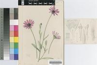 Dimorphotheca jucunda E.Phillips