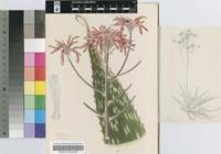 Aloe chimanimaniensis Christian