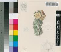 Hoodia dregei N.E.Br.