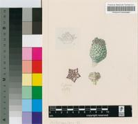 Trichocaulon marlothii N.E.Br.