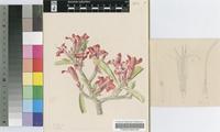 Adenium coëtaneum Stapf