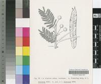 Acacia elatior Brenan subsp. turkanae Brenan