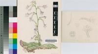 Streptocarpus grandis N.E.Br. subsp. grandis