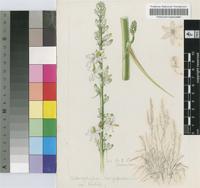 Chlorophytum longipedunculatum H.M.L.Forbes