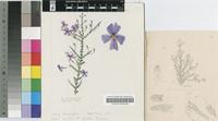 Sutera microphylla (L.f.) Hiern