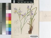 Gladiolus venustus G.J.Lewis