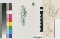 Quaqua pillansii (N.E.Br.) Bruyns