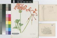 Pelargonium salmoneum R.A.Dyer