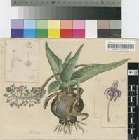 Scilla marginata Baker