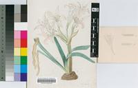 Cybistetes longifolia (L.) Milne-Redh. & Schweick.