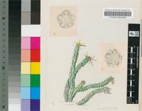 Caralluma montana R.A.Dyer & E.A.Bruce