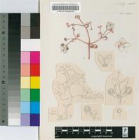Portulaca rhodesiana R.A.Dyer & E.A.Bruce
