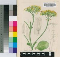 Kalanchoe densiflora Rolfe