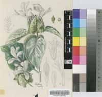 Barleria albostellata C.B.Clarke