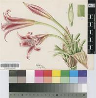 Crinum graminicola I.Verd.