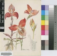 Disa uniflora P.J.Bergius