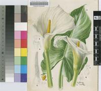 Zantedeschia aethiopica (L.) Spreng.